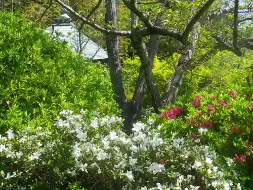 浄光明寺の自然