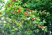 秩父札所十三番 慈眼寺の自然