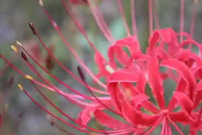 如意輪寺の自然