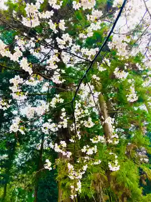 日先神社の自然