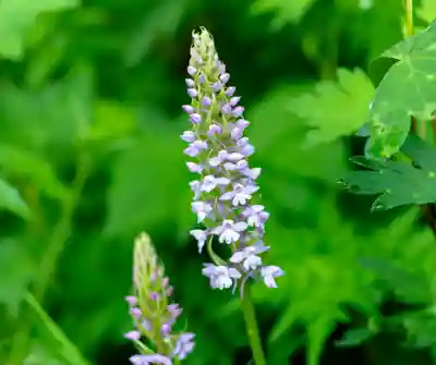 白山比咩神社　奥宮(石川県)