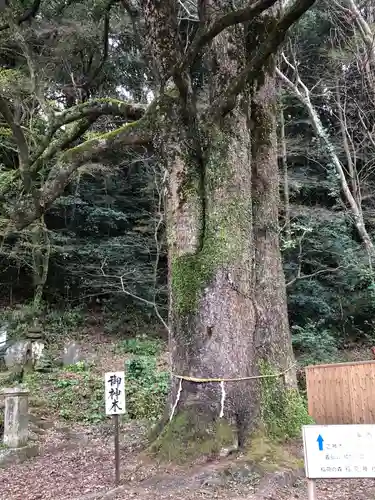 精矛神社の自然