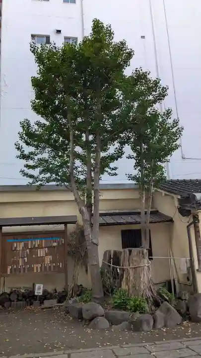 西新町天満社の自然