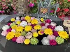 駒込妙義神社(東京都)