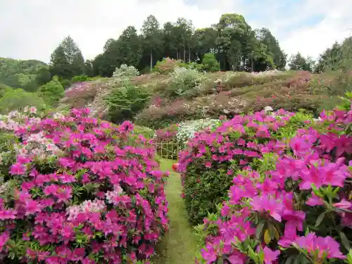 三室戸寺の庭園