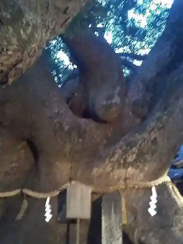 三島神社の自然