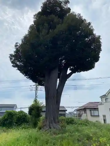 浅間神社(埼玉県)