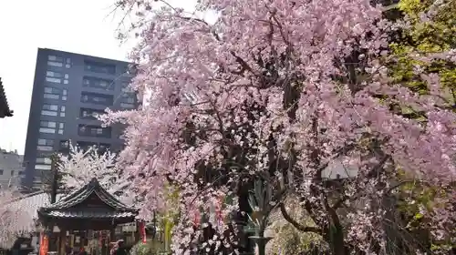 頂法寺（六角堂）の自然