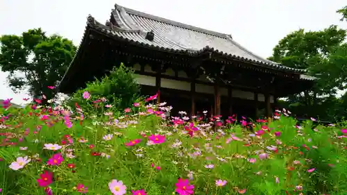 般若寺 ❁﻿コスモス寺❁の本殿・本堂