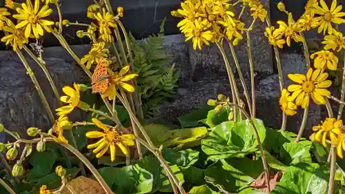 佛光院（仏光院）(京都府)