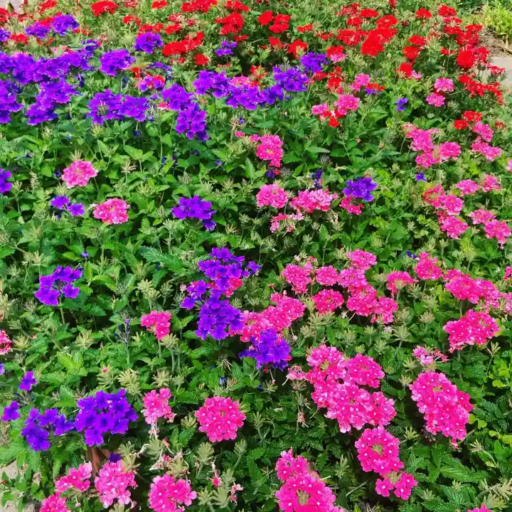 多治速比売神社の自然