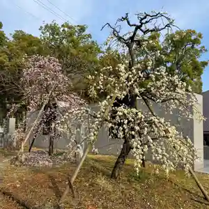 伊勢の国 四天王寺(三重県)(2025年03月14日(金) 08時19分23秒投稿)