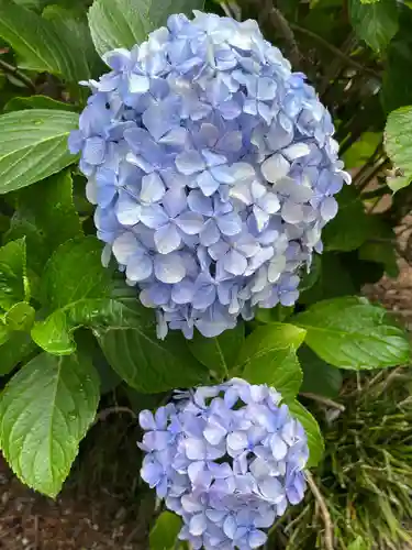 吉祥寺(埼玉県)