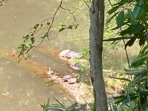 明治神宮の動物