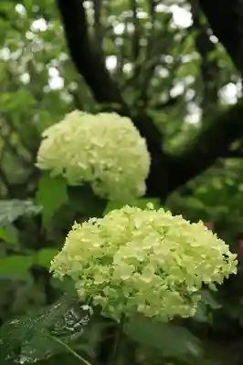 梅宮大社(京都府)
