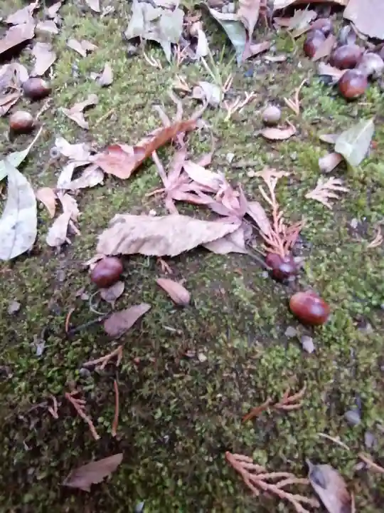 東蕗田天満社の自然