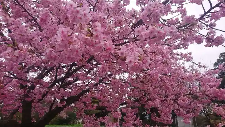 江島神社の自然