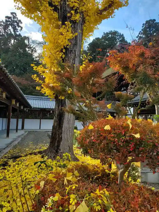 沙沙貴神社の自然
