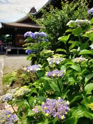本郷氷川神社(東京都)
