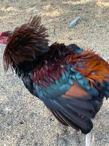 助松神社の動物