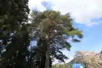 大原観音堂の自然