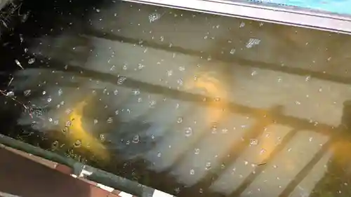 大浦諏訪神社の動物