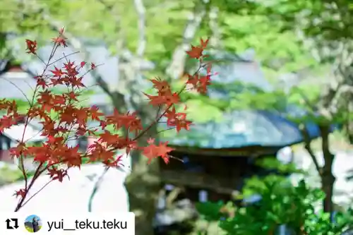 普門寺(切り絵御朱印発祥の寺)の自然