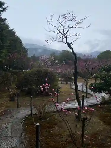 隨心院（随心院）の自然