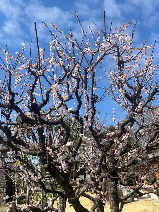小松神社(埼玉県)
