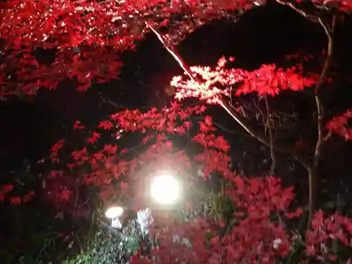 大山阿夫利神社の自然