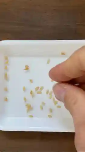 總社 和田八幡宮(福井県)