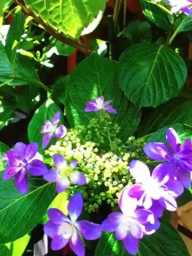 十番稲荷神社(東京都)