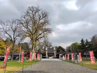 北海道護國神社の七五三参