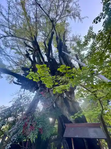 葛城一言主神社の{uncategorized: "未分類", other: "その他", undefined: "問題あり", building: "その他建物", grave: "お墓", sacred_gate: "鳥居", guardian: "狛犬", statue: "像", buddha: "仏像", history: "歴史", nature: "自然", garden: "庭園", animal: "動物", pagoda: "塔", temizu: "手水舎", mountain_gate: "山門・神門", sanctuary: "本殿・本堂", subordinate: "末社・摂社", art: "芸術", scenery: "景色", jizo: "地蔵", ema: "絵馬", goshuin: "御朱印", omikuji: "おみくじ", items: "授与品その他", amulet: "お守り", goshuincho: "御朱印帳", eats: "食事", festival: "お祭り", votive_dance: "神楽", shichigosan: "七五三参", wedding: "結婚式", experience: "体験その他", initially: "初詣", around: "周辺", anti_infection: "感染症対策"}