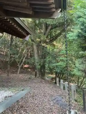神明神社(大薮町)の自然