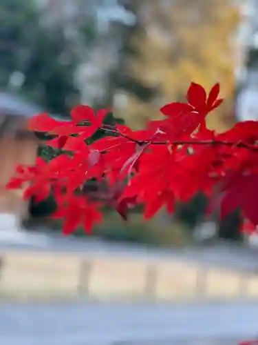 阿佐ヶ谷神明宮の自然