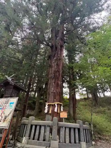 諏訪大社下社春宮(長野県)