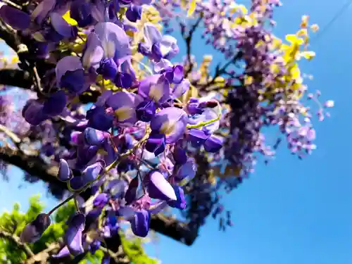 大己貴神社の自然