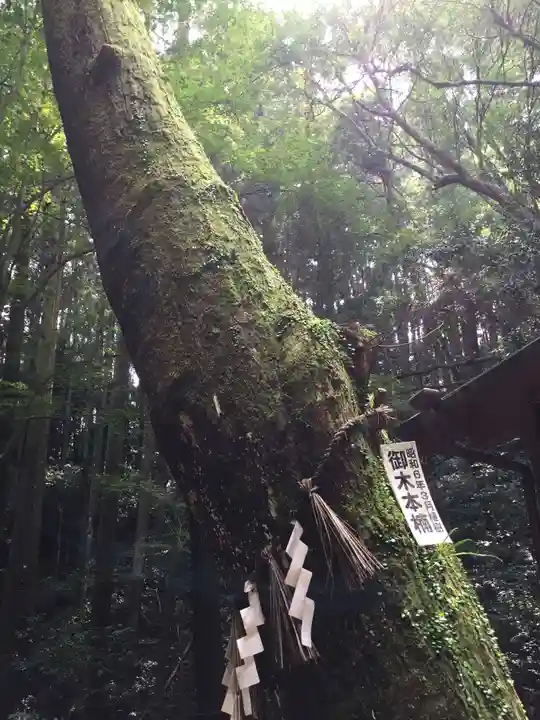 天の岩戸神社の自然