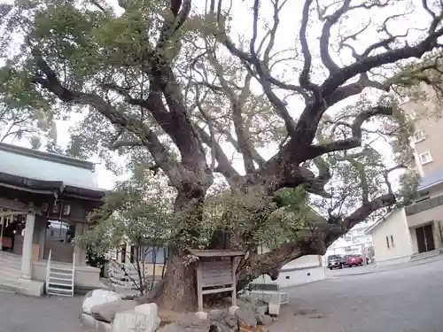 伊河麻神社の自然