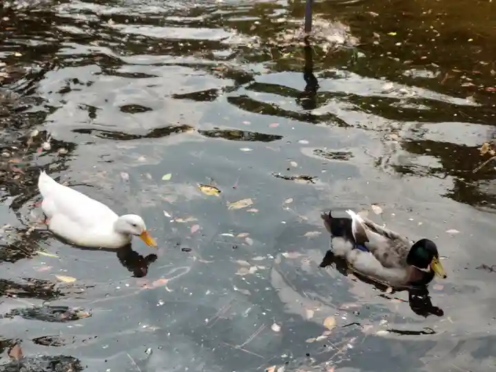平塚八幡宮(神奈川県)