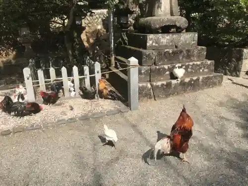 石上神宮の動物