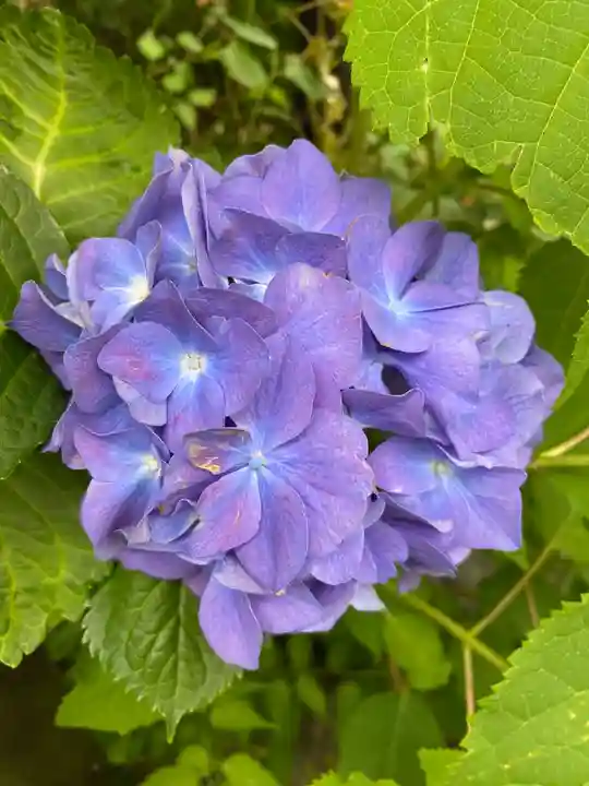 松尾大社の自然