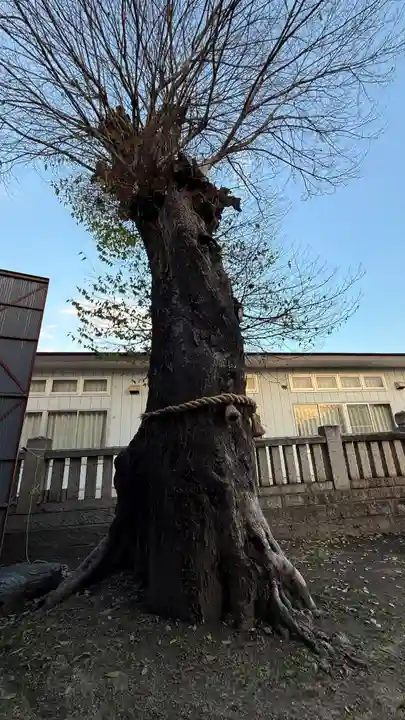 八幡神社(徳島県)