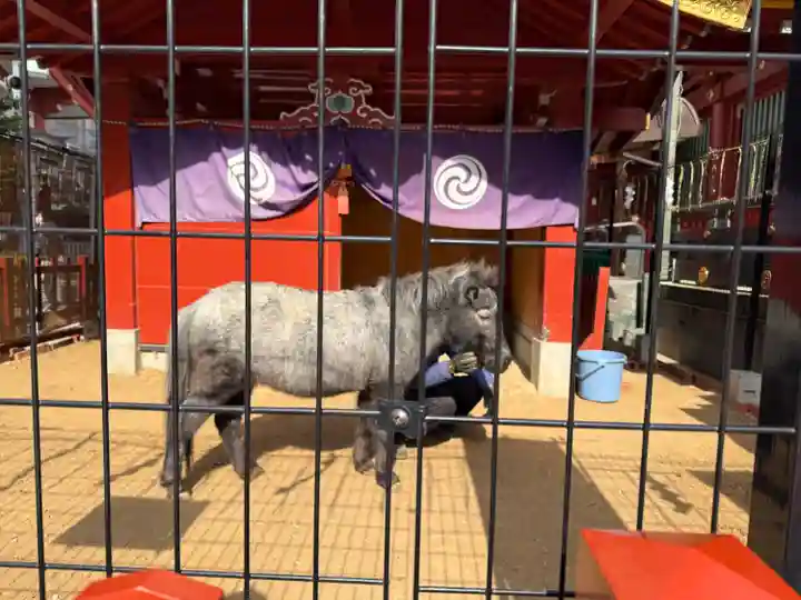 神田神社(神田明神)の動物