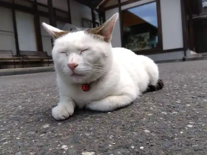 御誕生寺(猫寺)(福井県)