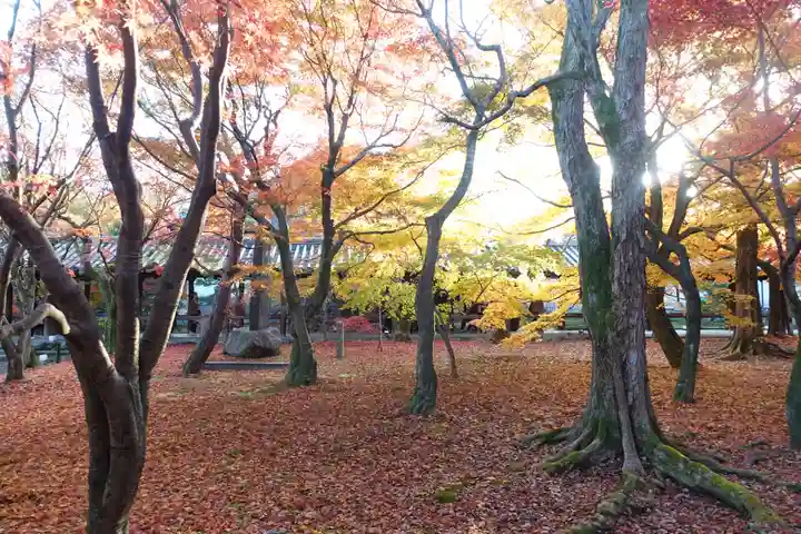 東福禅寺(東福寺)の自然