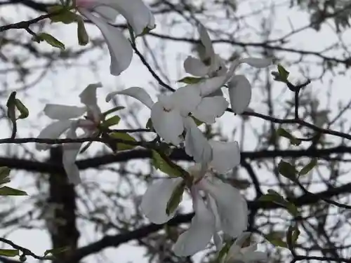 新琴似神社の自然