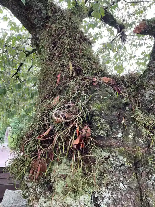 国分寺(愛媛県)