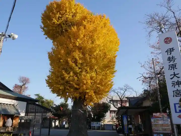 伊勢原大神宮の自然